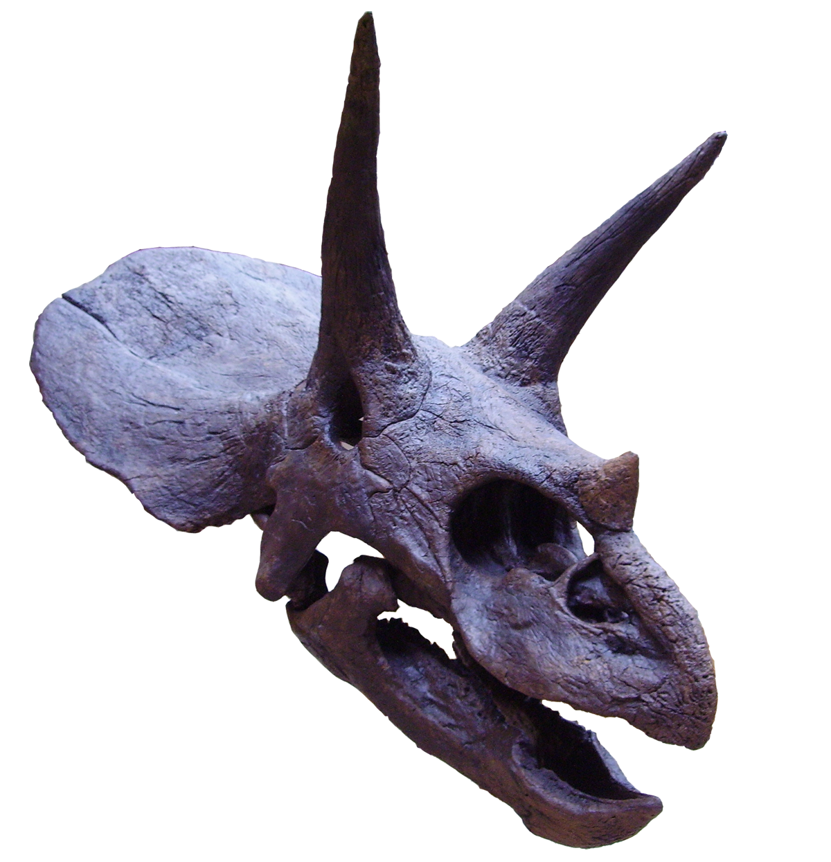 triceratops with spikes on head