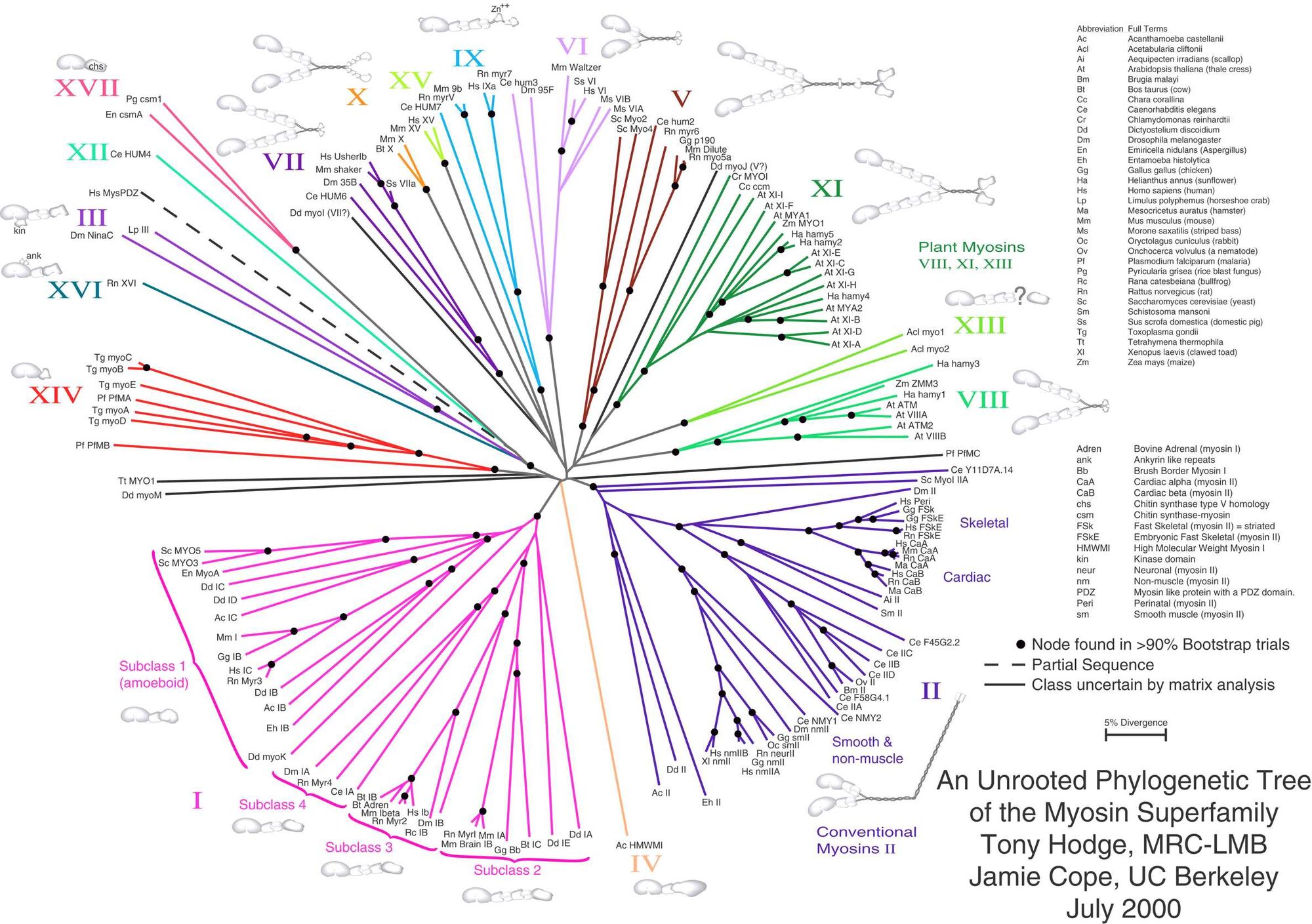 short term paper on phylogenetic tree
