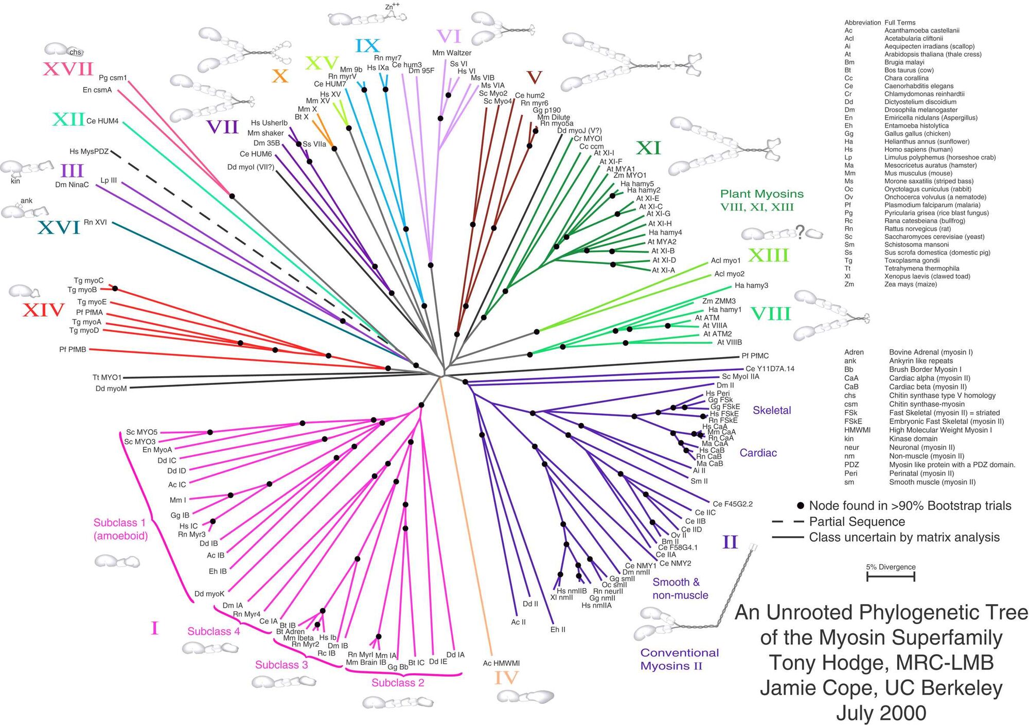 What Are The Three Parts Of The Phylogenetic Tree