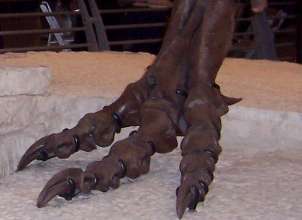 Theropod | Paleontology Wiki | FANDOM powered by Wikia