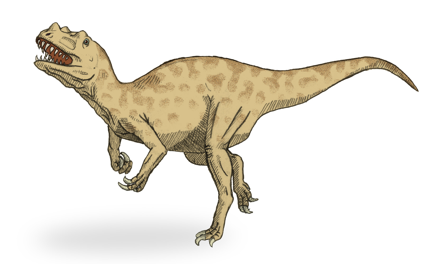 ceratosaurus and allosaurus