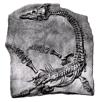 Plesiosaur anning