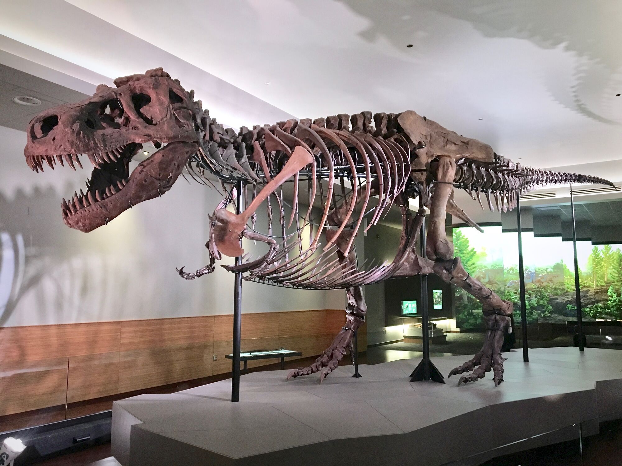 oldest t rex