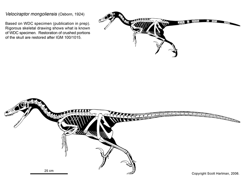 velociraptor dimensions