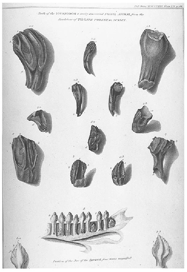 History of paleontology Paleontology Wiki Fandom