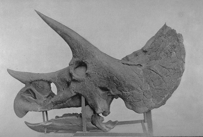 Ceratopsia Paleontology Wiki Fandom