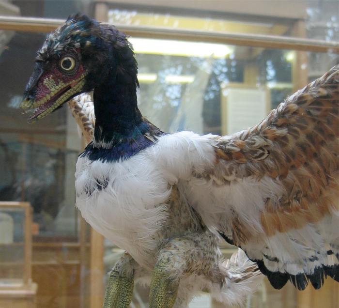 archaeopteryx bird