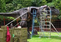 Trex.mending.arp.750pix