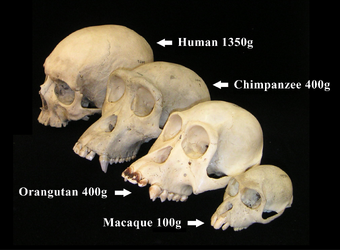 Human Evolution Paleontology Wiki Fandom,Cute Anime Boy Blonde Hair Green Eyes
