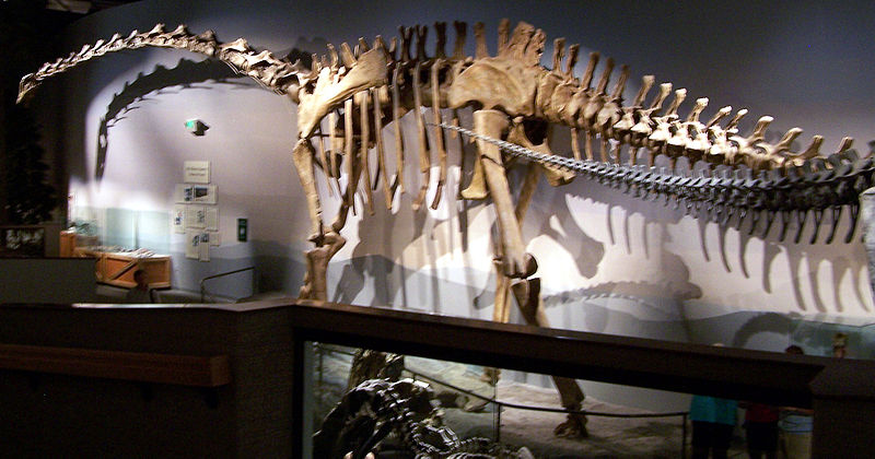 supersaurus fossil