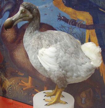 stuffed dodo bird