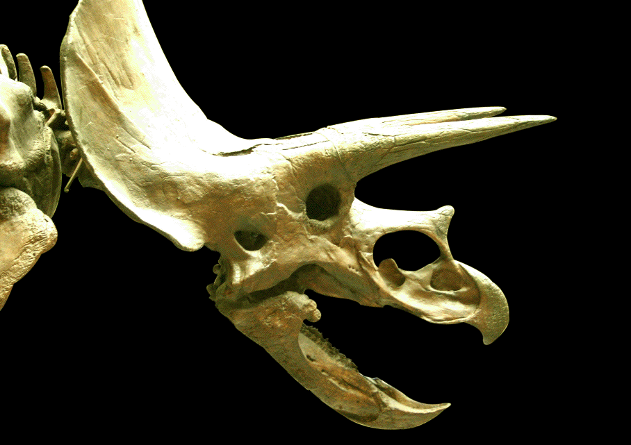 torosaurus fossil