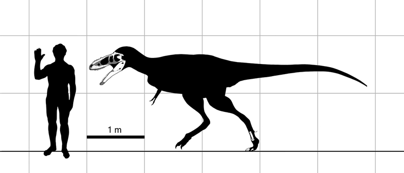 alioramus skeleton