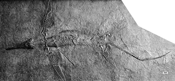 Shastasauridae Paleopedia Wiki FANDOM powered by Wikia