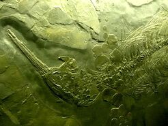 800px-Besanosaurus.JPG
