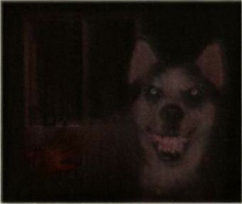Smile Dog Wiki Panicopedia Fandom