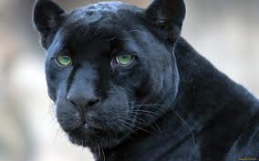 Panther