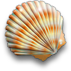 Shell large