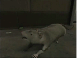 eve querious rats