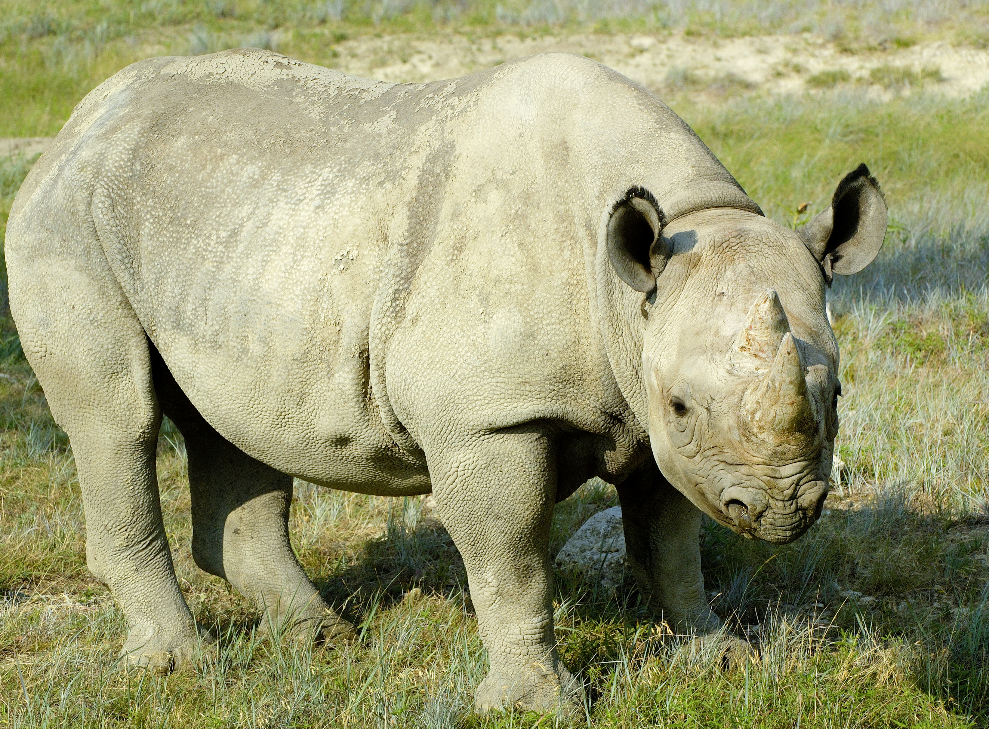 south central black rhinoceros