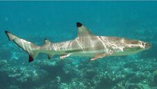 Carcharhinus melanopterus mirihi