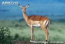 Female-impala
