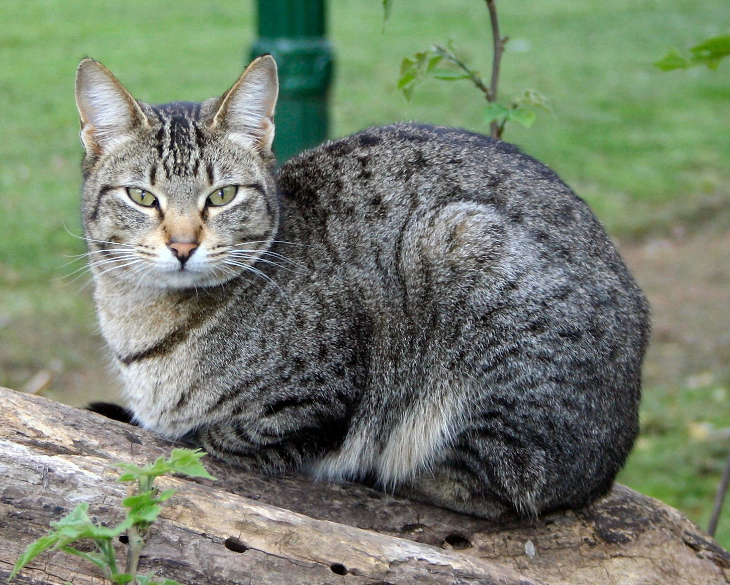 image domestic cat jpg