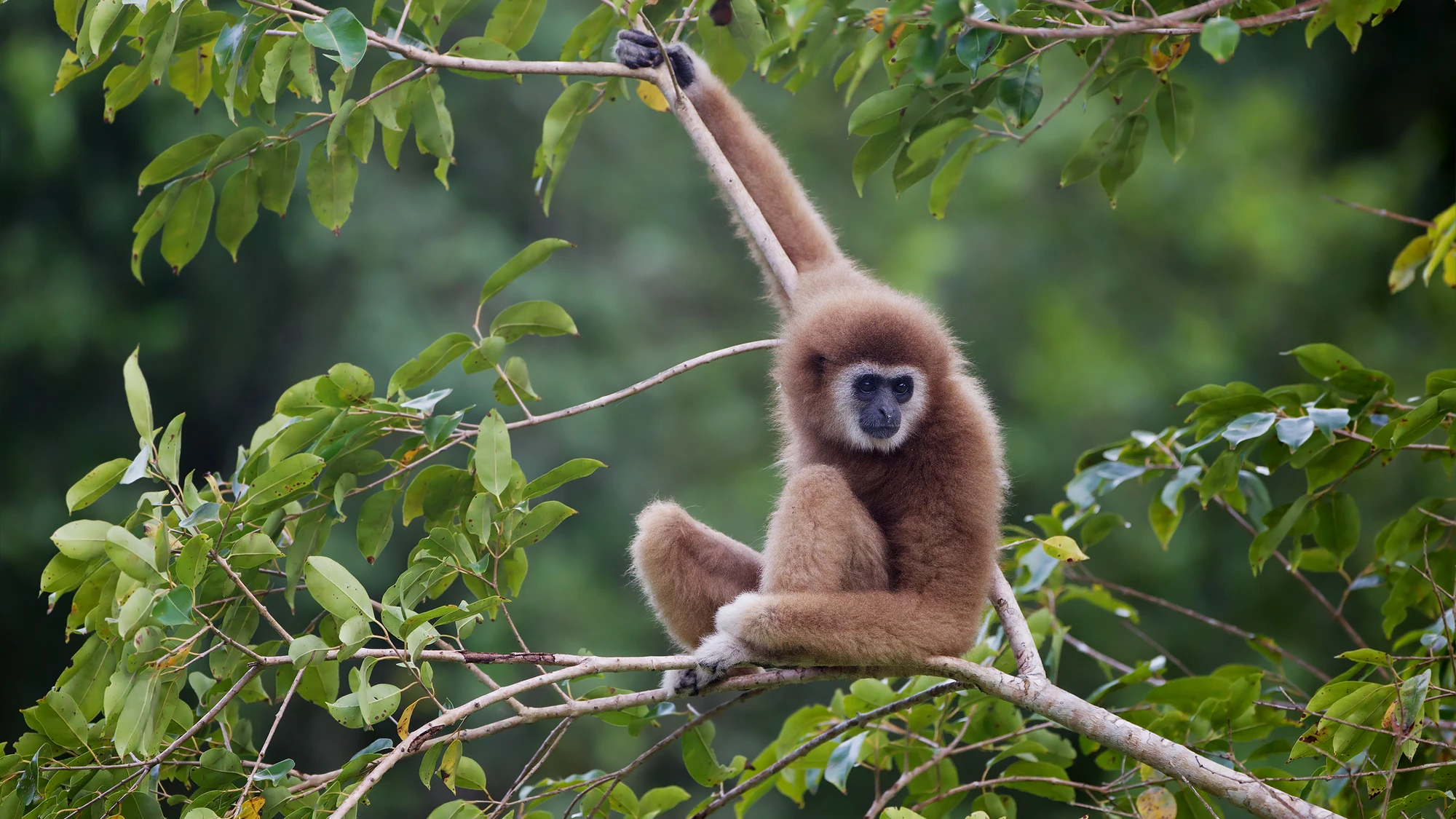 WhiteHanded Gibbon The Parody Wiki FANDOM powered by Wikia