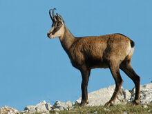 1309577-Chamois