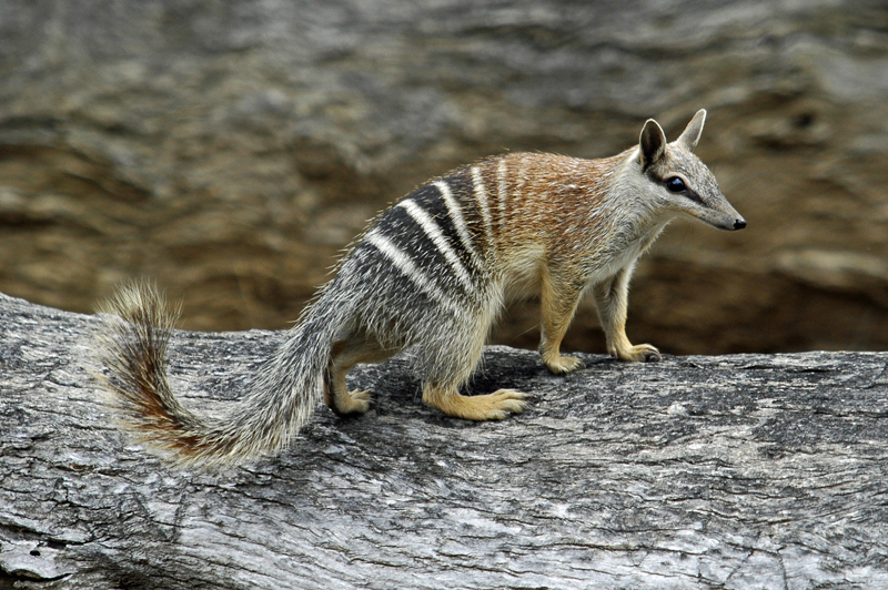 https://vignette.wikia.nocookie.net/parody/images/0/05/Numbat.jpg/revision/latest?cb=20141011194803