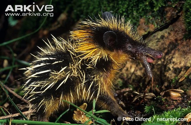 Lowland Streaked Tenrec The Parody Wiki FANDOM powered by Wikia