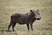 Warthog8