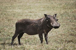 Warthog8