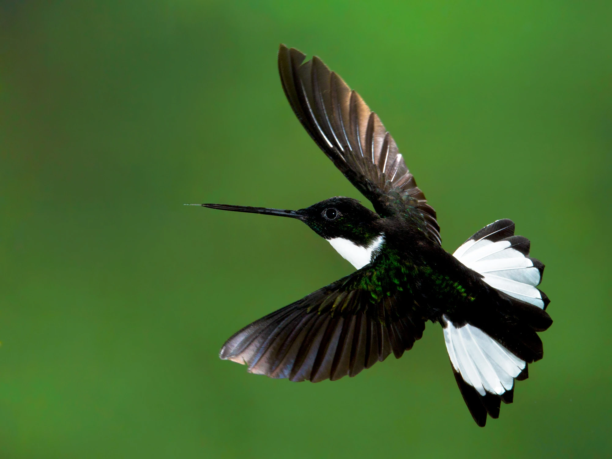 Collared Inca The Parody Wiki FANDOM powered by Wikia