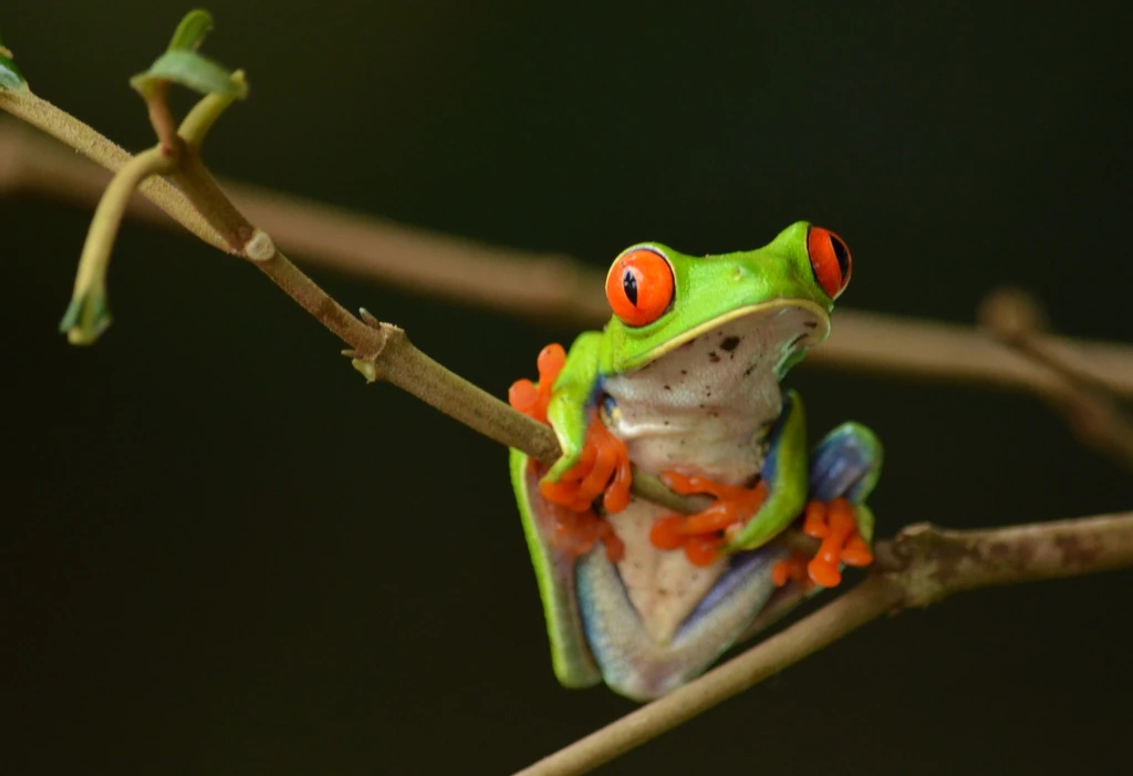 RedEyed Tree Frog The Parody Wiki FANDOM powered by Wikia