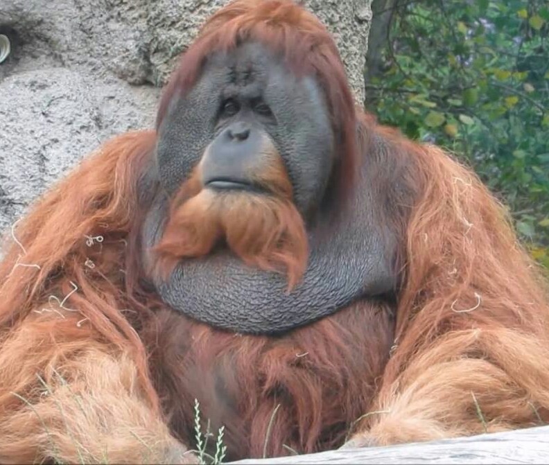 Sumatran Orangutan | The Parody Wiki | FANDOM powered by Wikia