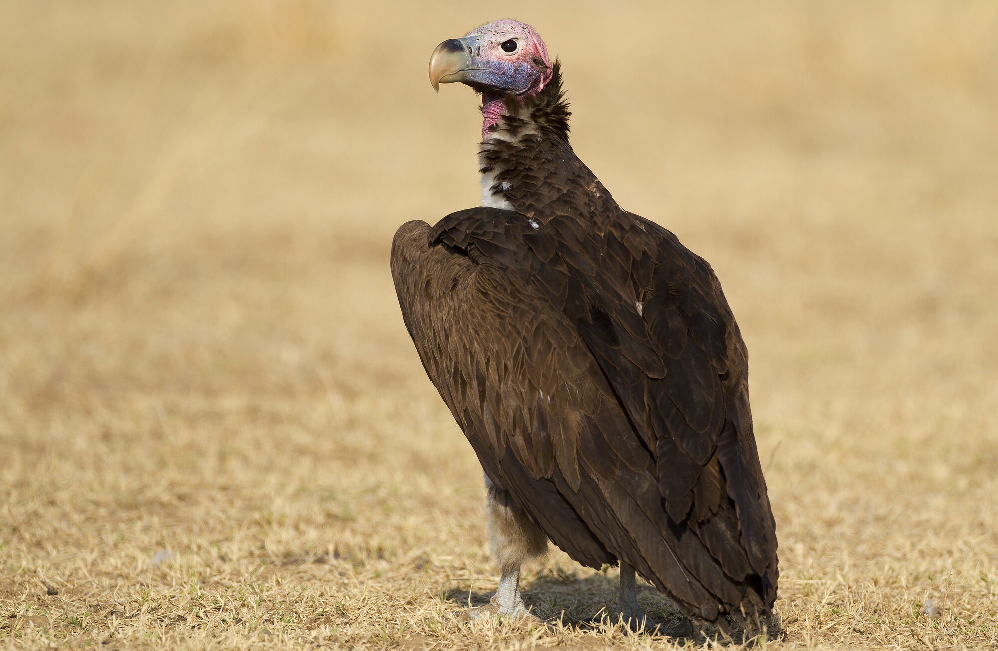 Стервятник. Бурый Стервятник. Африканский Ушастый гриф. Lappet faced Vulture. Гриф Стервятник бурый.