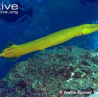 Trumpetfish The Parody Wiki Fandom