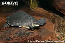 Pig-nosed-turtle-underwater