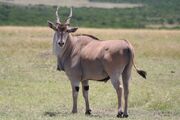 Common Eland