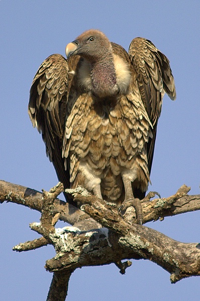 ruppell s vulture the parody wiki fandom powered by wikia ruppell s vulture or ruppell s griffon vulture gyps rueppellii is a large african vulture that feeds solely on carrion and bone fragments of dead animals