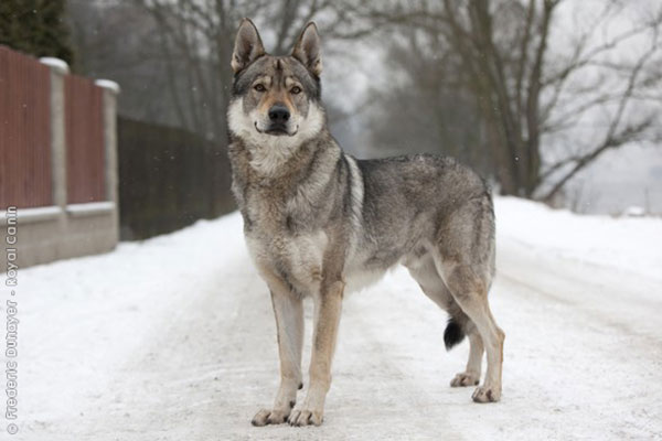 Download Wolfdog | The Parody Wiki | FANDOM powered by Wikia