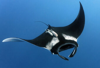 giant manta ray stuffed animal