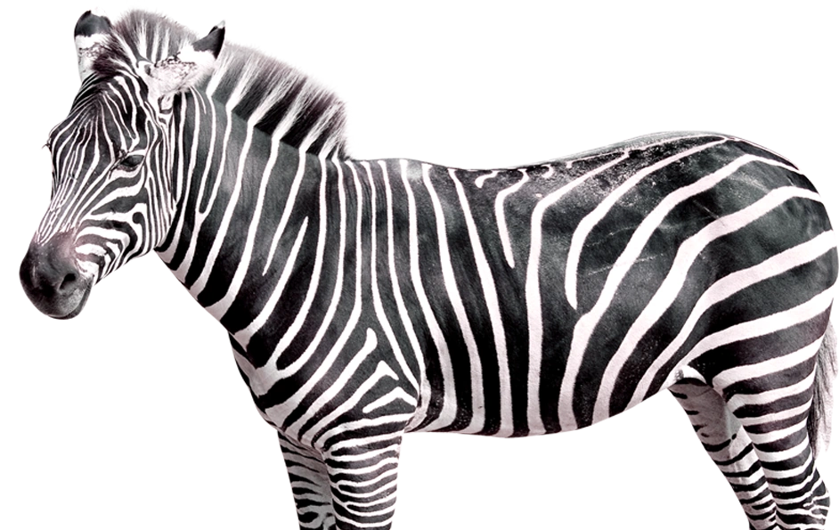 Image Zebrafeaturedimageweb.png The Parody Wiki FANDOM powered