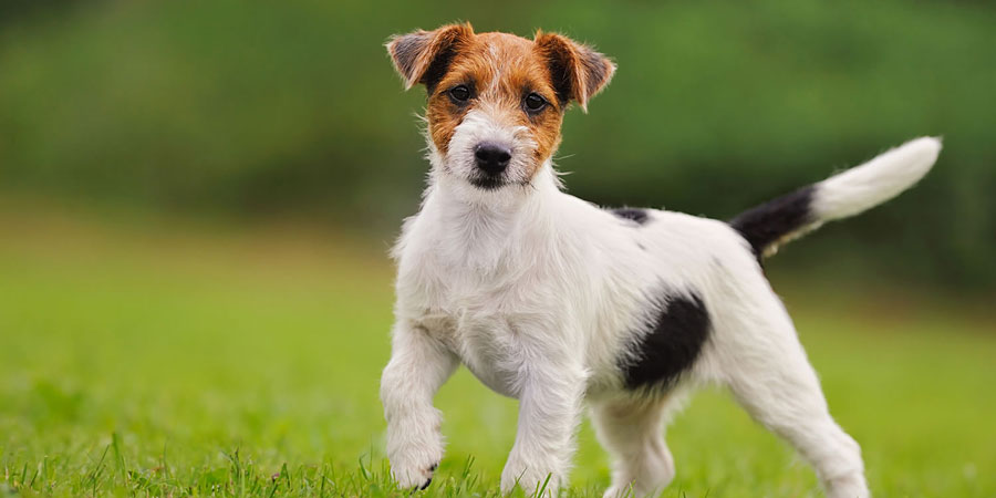 image jack russell terrier 2 jpg the parody wiki fandom