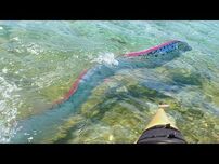 Oarfish