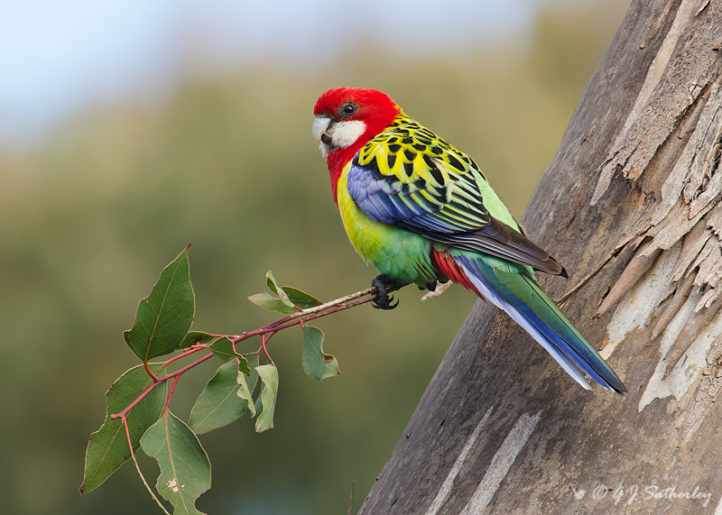 eastern rosella the parody