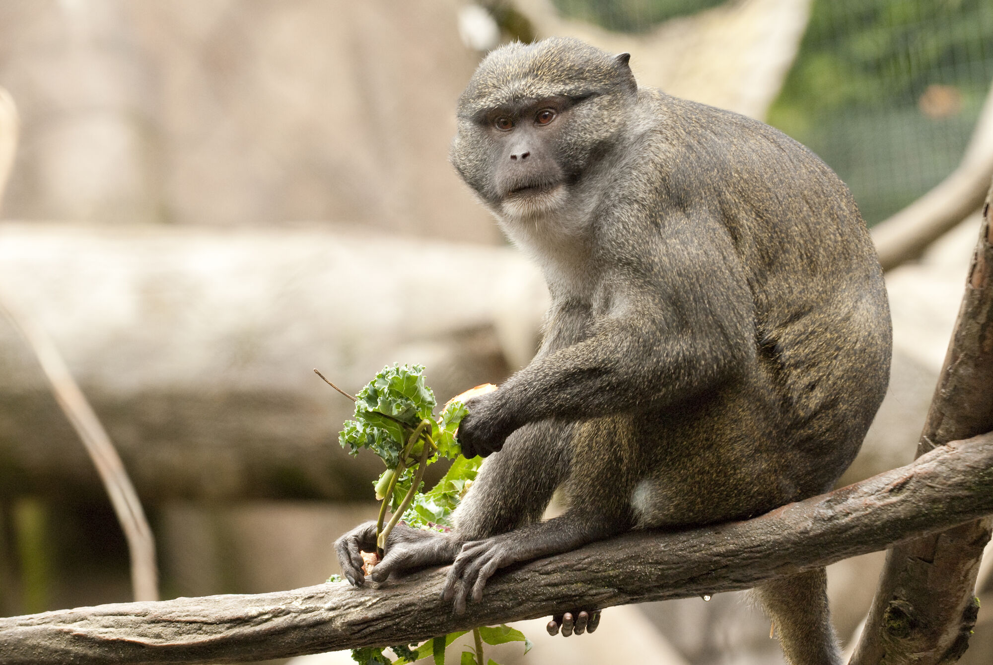 Allen's Swamp Monkey | The Parody Wiki | Fandom
