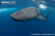 Whale Shark