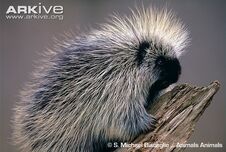Porcupine